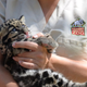 Illustration for article titled Clouded Leopard Cub Meets Yoga Ball, Cuteness Ensues